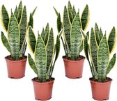 Plant in a Box - Sansevieria Laurentii - Set van 4 - Makkelijke Kamerplant - Vrouwentong - Pot 12cm - Hoogte 30-40cm