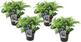 Plant in a Box - Hydrangea serrata 'Summerglow' - Set van 4 - Hortensia struik of potplant - Winterhard - Pot 19cm - Hoogte 25-40cm