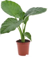 Bol.com Plant in a Box - Alocasia Macrorrhiza - Olifantsoor kamerplant - Pot 17cm - Hoogte 60-70cm aanbieding