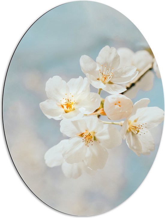 WallClassics - Dibond Ovaal - Witte Sakura Bloem - 60x80 cm Foto op Ovaal (Met Ophangsysteem)