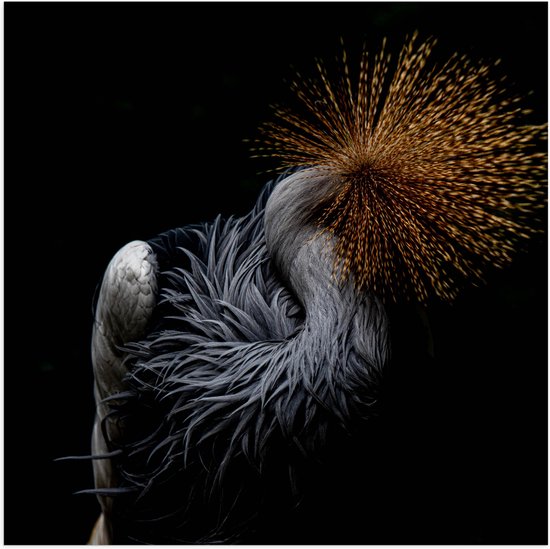WallClassics - Poster Glanzend – Grijze Kroonkraanvogel op Zwarte Achtergrond - 50x50 cm Foto op Posterpapier met Glanzende Afwerking