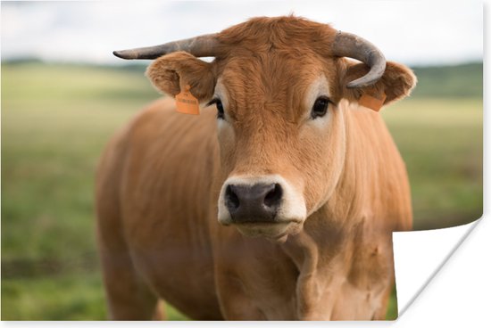 partij Seraph Aanleg Bruine koe met hoorns poster papier 180x120 cm - Foto print op Poster  (wanddecoratie... | bol.com