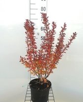 Berberis thunbergii 'Red Rocket' - Japanse Zuurbes, Rode Japanse Zuurbes 25 -30 cm in pot