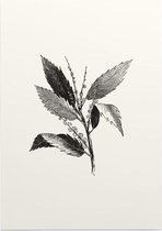 Kastanje zwart-wit (Leaf of Chestnut) - Foto op Posterpapier - 50 x 70 cm (B2)