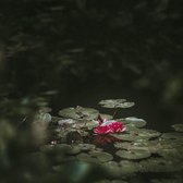 Art of Nature 003