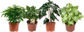 Ficus, Koffieplant, Olifantsoor of Skeletplant, Syngonium Arrow