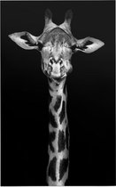 Giraffe op zwarte achtergrond - Foto op Forex - 60 x 90 cm