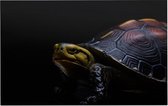 Schildpad op zwarte achtergrond - Foto op Forex - 90 x 60 cm