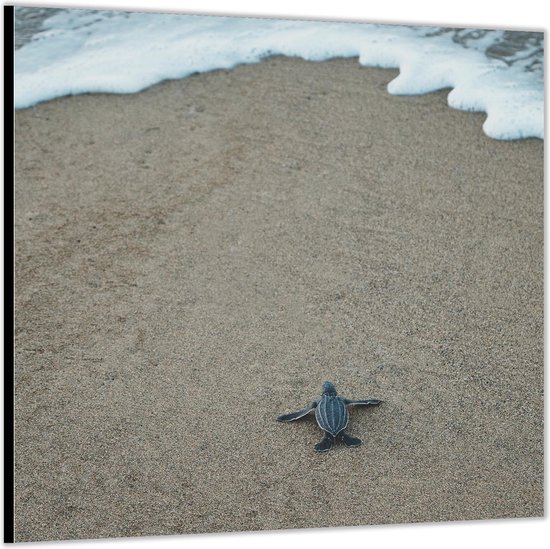Dibond -Baby Schildpad op het Strand- Foto op Aluminium (Met ophangl)