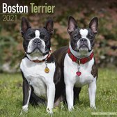 Boston Terrier Kalender 2021