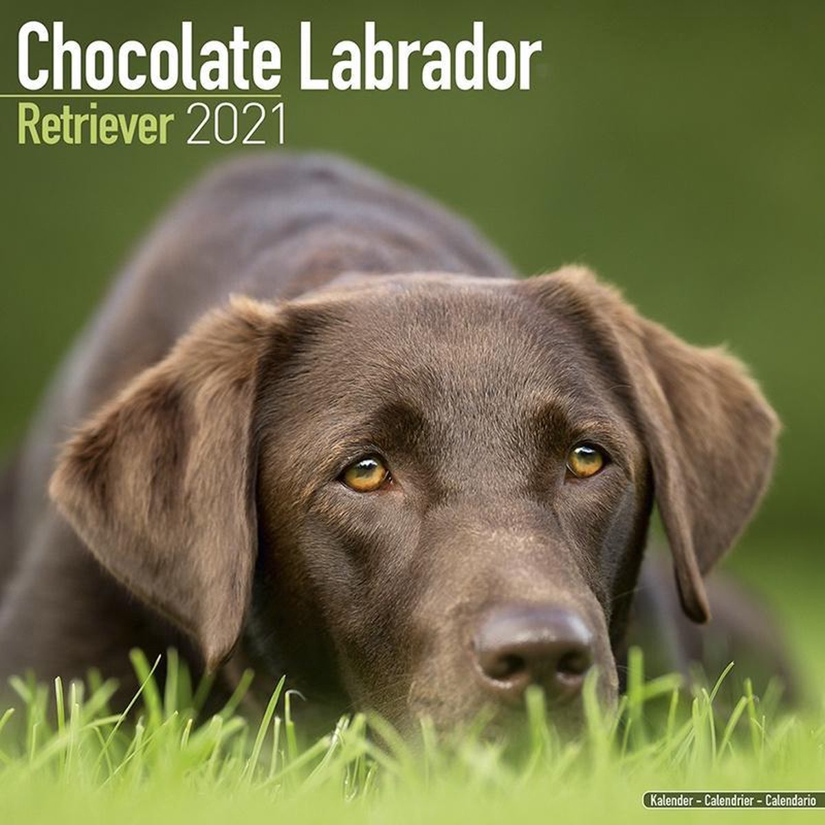 Mondstuk kort Stoffig Labrador Retriever Bruin Kalender 2021 | bol.com