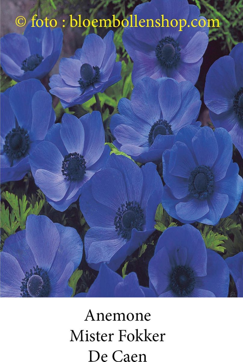 anemone Mister Fokker 50 bollen maat 8/+