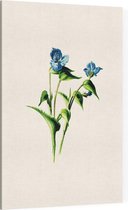 Dagbloem (Commelina White) - Foto op Canvas - 40 x 60 cm
