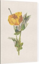 Gele Hoornpapaver (Yellow Horned Poppy) - Foto op Canvas - 40 x 60 cm