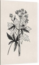 Physospermum Cornubiense zwart-wit (Cornish Bladder Seed) - Foto op Canvas - 40 x 60 cm