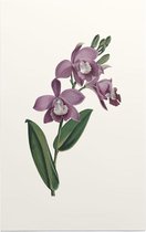 Orchidee Aquarel 1 (Orchid) - Foto op Forex - 60 x 90 cm