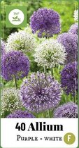 Allium paars-wit - netje - set van 40 stuks