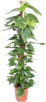 Groene plant – Epipremnum Aureum (Epipremnum Aureum) – Hoogte: 150 cm – van Botanicly