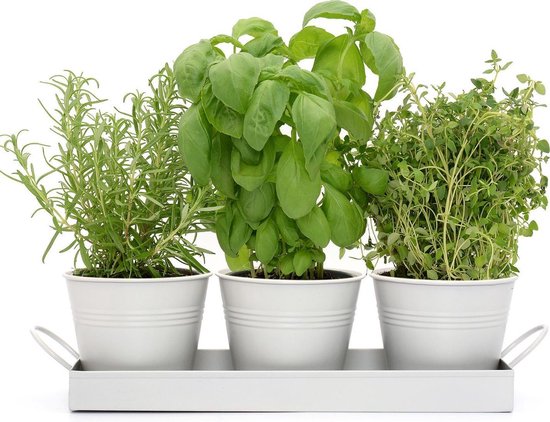 Jardinière d'intérieur - Set de 3 - Métal - Petites plantes - Comprend un bac d'égouttement en métal