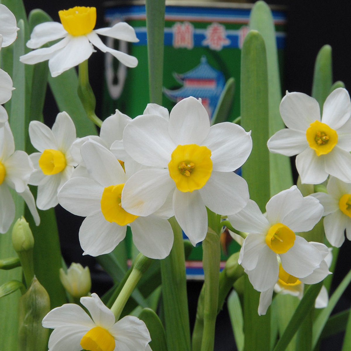 Narcis Chinese Sacred Lily | 10 stuks | Wit | Narcissenbollen