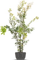 Steeneik | Quercus Ilex | meerstammig | Hoogte: 140/160  cm