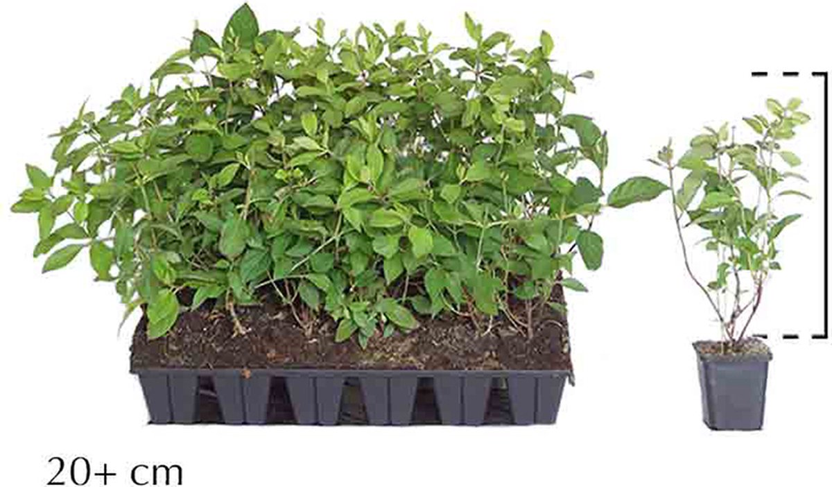 18 stuks | Pluimhortensia 'Phantom' Pot P9 tray - Bloeiende plant