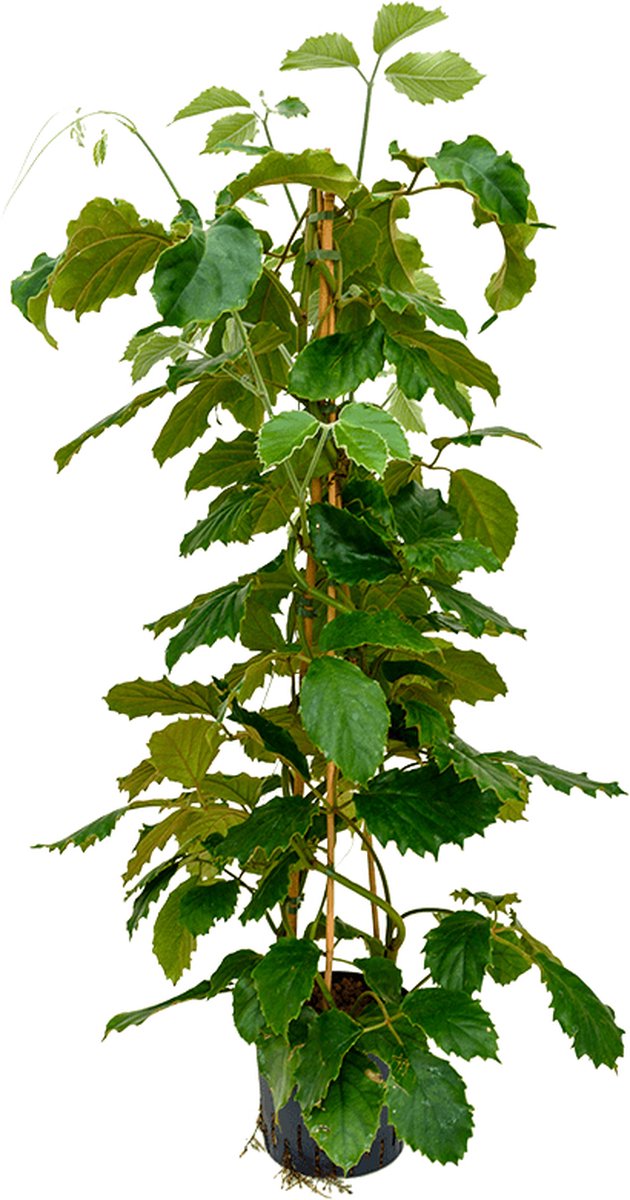 Hydroplant Tetrastigma Voinierianum