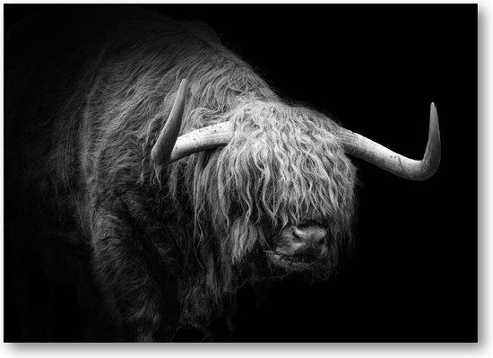 Schotse Hooglander Zwart Wit - Canvas Liggend - Dieren - Natuur