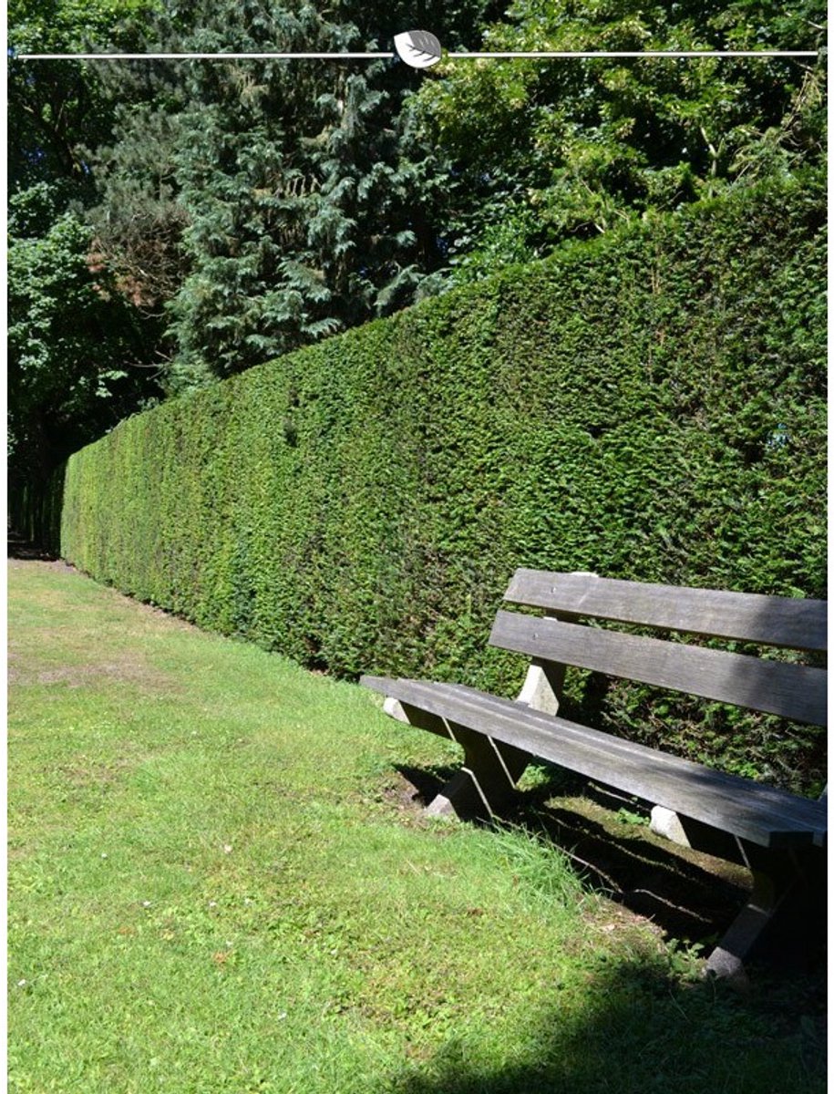 Venijnboom Taxus baccata 180-200 cm, 50x Haagplant