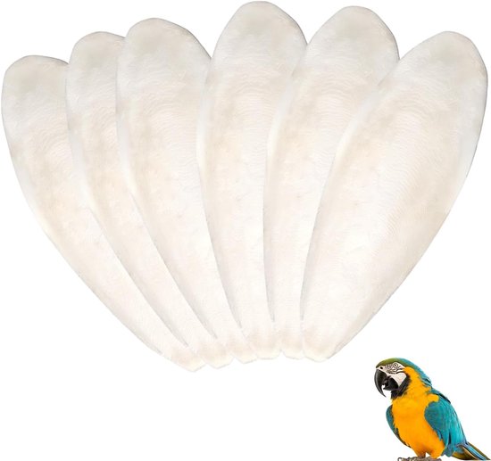 Vijf beige cichorei botten op een rij. Rechtsonder een blauw-gele ara.