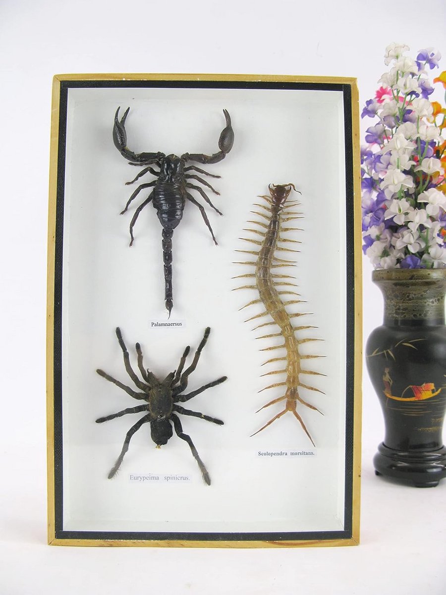 XXL Vitrinekast met Insecten - Museumkwaliteit Vogelspin, Schorpioen, Cendipede