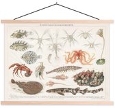 Porte-affiche avec affiche - Affiche scolaire - Animaux aquatiques - Vintage - Illustration - 150x113 cm - Lattes noires