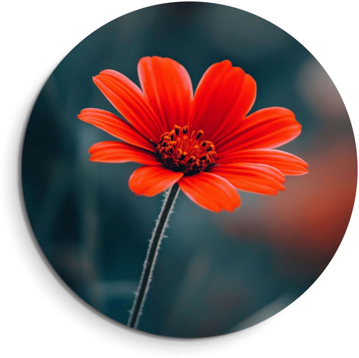 KitchenArt Crimson Grace – Muurcirkel Binnen - ø 60 cm - Wandcirkel - Mét Ophangsysteem - Wanddecoratie - Muurdecoratie Bloemen, Groen, Blauw, Rood, Oranje