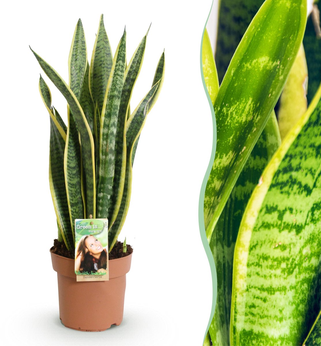 Plantenboetiek.nl | Green is... Sansevieria Laurentii - Vrouwentong - Weinig onderhoud - Groen - Ø17cm - 60-70cm hoog - Kamerplant - Groenblijvend