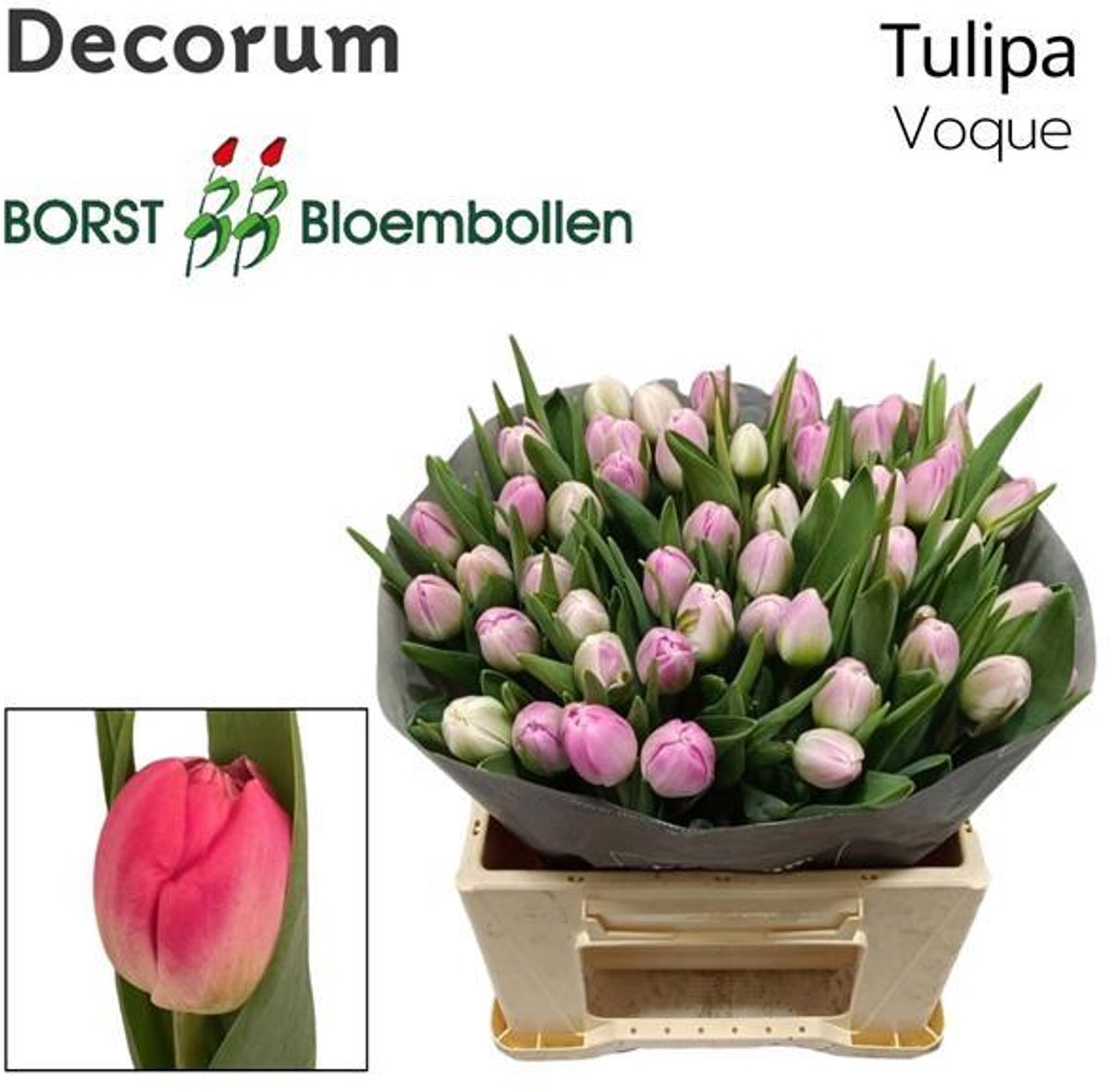 50x Tulipa voque du 40cm