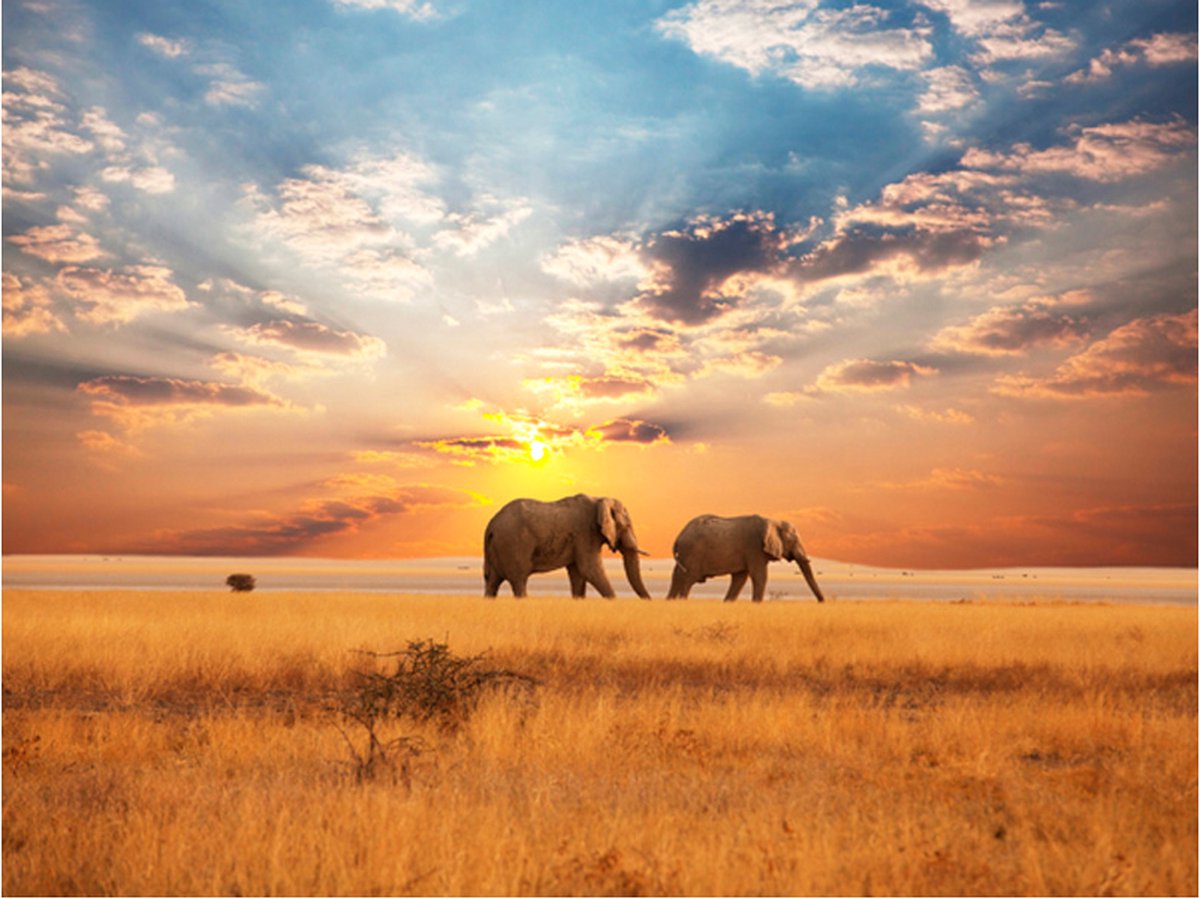 Fotobehang - Afrikaanse savanne olifanten.