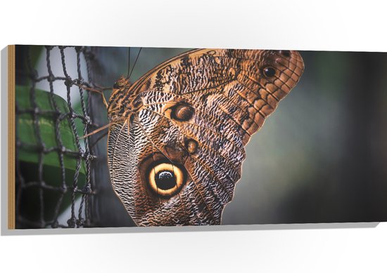 WallClassics - Hout - Bruine Vlinder op het Hek - 100x50 cm - 12 mm dik - Foto op Hout (Met Ophangsysteem)