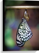 WallClassics - Canvas  - Zwart met Witte Vlinder komt uit Cocon - 40x60 cm Foto op Canvas Schilderij (Wanddecoratie op Canvas)