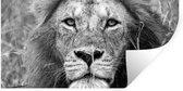 Muurstickers - Sticker Folie - Leeuw - portret - Dieren - 120x60 cm - Plakfolie - Muurstickers Kinderkamer - Zelfklevend Behang - Zelfklevend behangpapier - Stickerfolie
