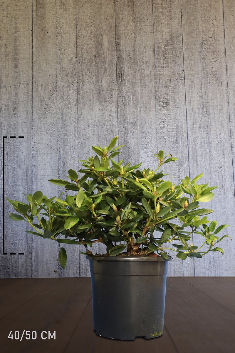 Plants Online - Haagplanten - Rhododendron 'Virginia Richards' - Pot 40-50 cm - set van 10 - Bloeiende plant - Groeit breed uit - Langzame groeier - Wintergroen