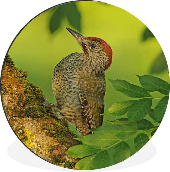 Pic vert en diagonale sur un arbre Wall cercle aluminium