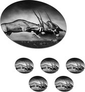 Onderzetters voor glazen - Rond - Antilope - Zwart wit - Portret - Wilde dieren - Dieren - 10x10 cm - Glasonderzetters - 6 stuks