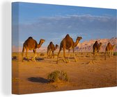 Canvas Schilderij Dromedaris kamelen in Afrikaanse woestijn - 90x60 cm - Wanddecoratie