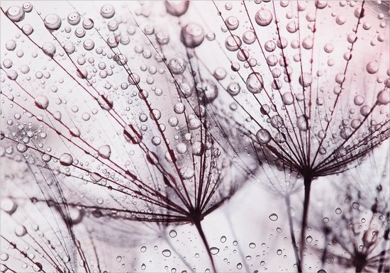 Fotobehangkoning - Behang - Vliesbehang - Fotobehang - Rainy Time - Bloemen - Paardenbloem - Paardenbloemen - 100 x 70 cm