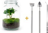 Terrarium - Jar plant - Coffea - ↑ 28 cm - Ecosysteem plant - DIY planten terrarium - Mini ecosysteem - Flessentuin + Hark + Schep + Pincet