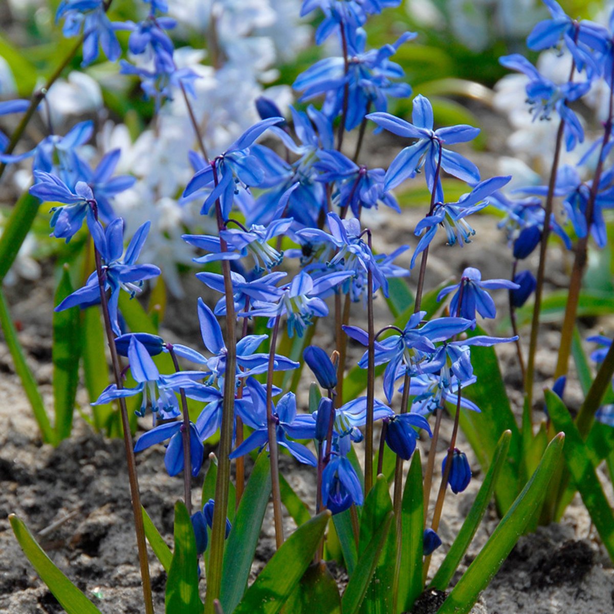 Scilla siberica | 25 stuks | Blauw | verwilderend | Geschikt voor Pot