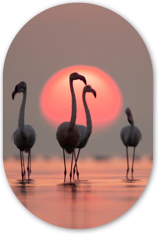Muurovaal - Kunststof Wanddecoratie - Ovalen Schilderij - Vogel - Flamingo - Zonsondergang - 60x90 cm - Ovale spiegel vorm op kunststof