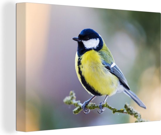 Toile - Peinture - Mésange charbonnière - Vogel - Branche - Mousse - Impression sur toile - Chambre à coucher - 30x20 cm - Intérieur - Décoration murale