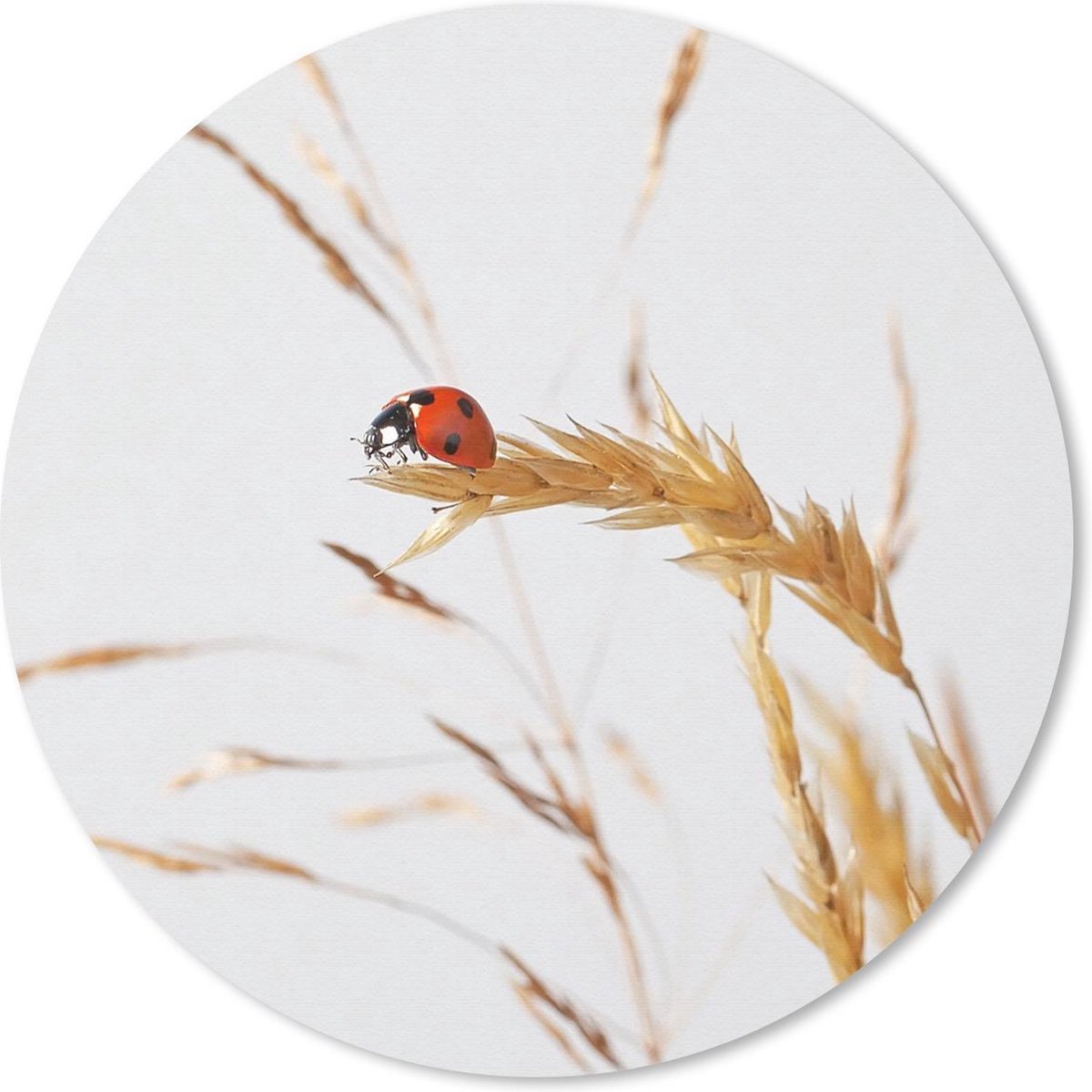 Muismat rond 40x40 cm - Mousepad Lieveheersbeestje op gras - Ronde muismatten