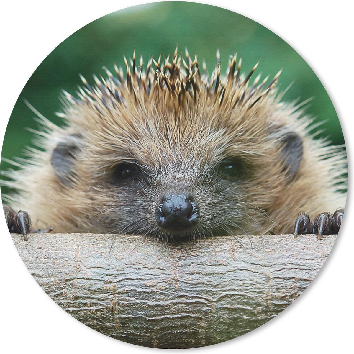 Muismat rond 40x40 cm - Mousepad Egel - Bos - Boomstam - Ronde muismatten